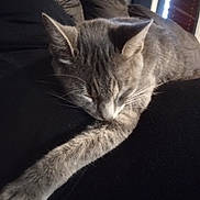 Gizzy is registered to the contest to win money with this photo: cat, gray_cat, sleeping, paw, feline, pet, fur, closeup, resting, domestic_animal, indoor, cozy, whiskers, quiet, relaxed, cute, animal, tabby, home, soft