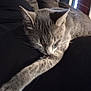 cat, gray_cat, sleeping, paw, feline, pet, fur, closeup, resting, domestic_animal, indoor, cozy, whiskers, quiet, relaxed, cute, animal, tabby, home, soft