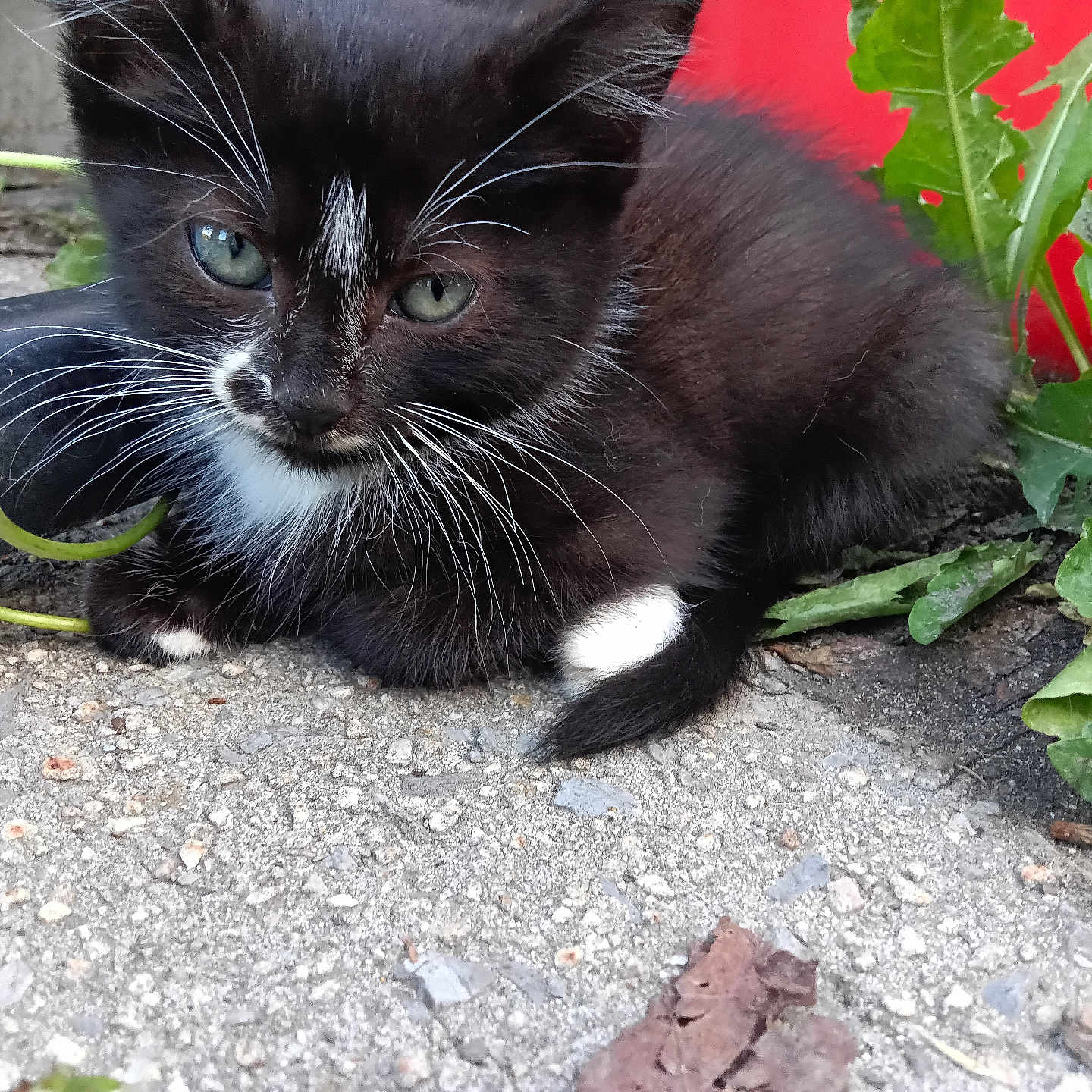 Misty joined the competition — help win amazing prizes! kitten, black_and_white, whiskers, green_plants, concrete, outdoor, resting, close_up, young_cat, fur, animal, pet, nature, curious, small, eyes, ground, leaf, background, relaxed