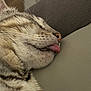 cat, tabby, close_up, sleeping, tongue_out, fur, whiskers, nose, resting, pet, animal, cute, domestic_cat, face, relaxation, soft_surface, indoor, mammal, feline, adorable