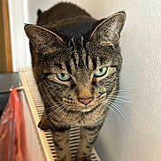 Diesel is registered to the contest to win money with this photo: cat, tabby, pet, animal, indoor, radiator, fur, whiskers, ears, paws, closeup, focused, curious, green_eyes, striped, domestic_cat, mammal, standing, wall, household