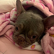 Gigi Martinez joined the competition — help win amazing prizes! animal, bed, blanket, closeup, companion, cozy, cute, dog, domestic, ears, french_bulldog, fur, indoor, pet, pink, portrait, resting, sleepy, snuggled, soft