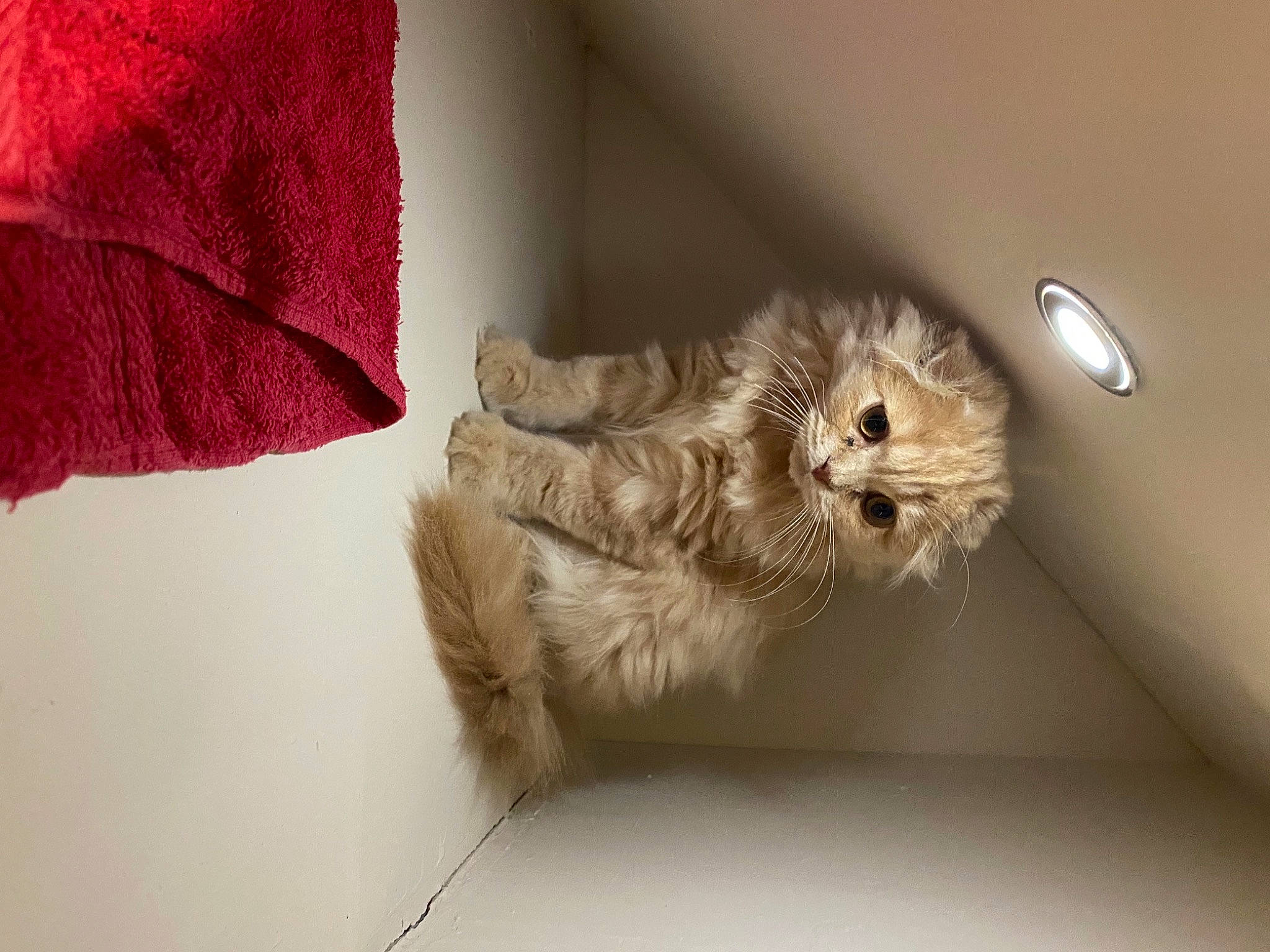 Nacho joined the competition — help win amazing prizes! bird, bird_of_prey, carmine, carnivore, cat, cat_toy, claw, coquelicot, domestic_short_haired_cat, fawn, feather, felidae, fur, paw, peach, petal, small_to_medium_sized_cats, tail, terrestrial_animal, whiskers