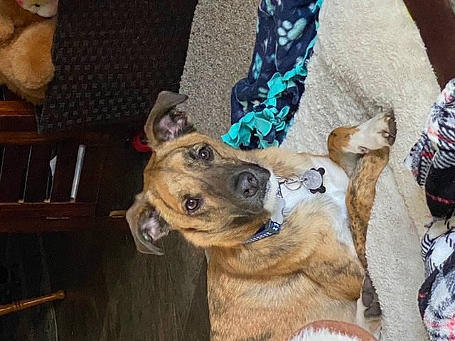 Tobie is registered to the contest to win money with this photo: adventure, carnivore, collar, companion_dog, dog, dog_breed, dog_collar, dog_supply, fawn, fur, guard_dog, leash, mammal, non_sporting_group, teddy_bear, wood, working_animal, working_dog