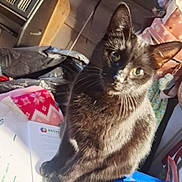 Two Spots is registered to the contest to win money with this photo: animal, black_cat, blanket, cat, closeup, clutter, cozy, curious, domestic_animal, ears, eyes, feline, fur, household_items, indoor, papers, pet, sitting, sunlight, whiskers