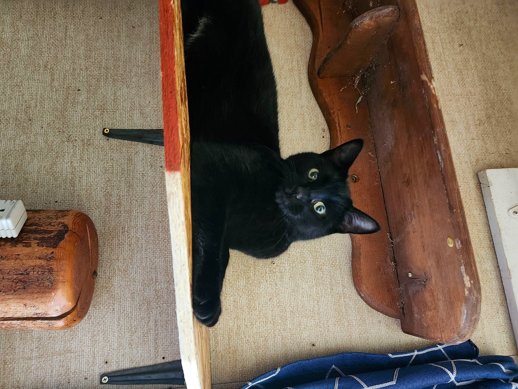 Two Spots is registered to the contest to win money with this photo: black_cat, bombay, canidae, carnivore, cat, comfort, dog_breed, domestic_short_haired_cat, fawn, felidae, fur, hardwood, havana_brown, pet_supply, room, small_to_medium_sized_cats, snout, tail, whiskers, wood