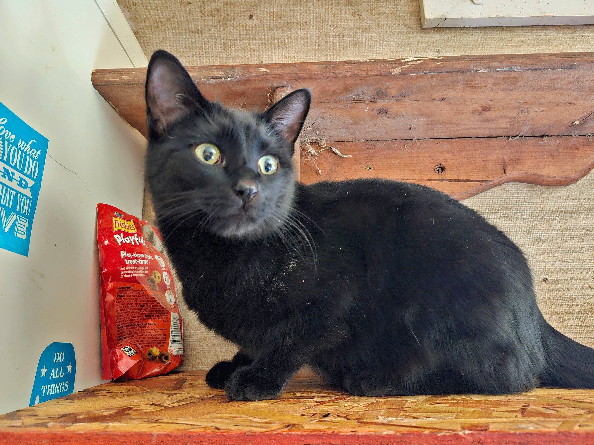 Two Spots joined the competition — help win amazing prizes! black_cat, bombay, box, carnivore, cat, cat_supply, domestic_short_haired_cat, door, felidae, fur, mammal, packaging_and_labeling, pet_supply, small_to_medium_sized_cats, snout, tail, terrestrial_animal, whiskers, window, wood