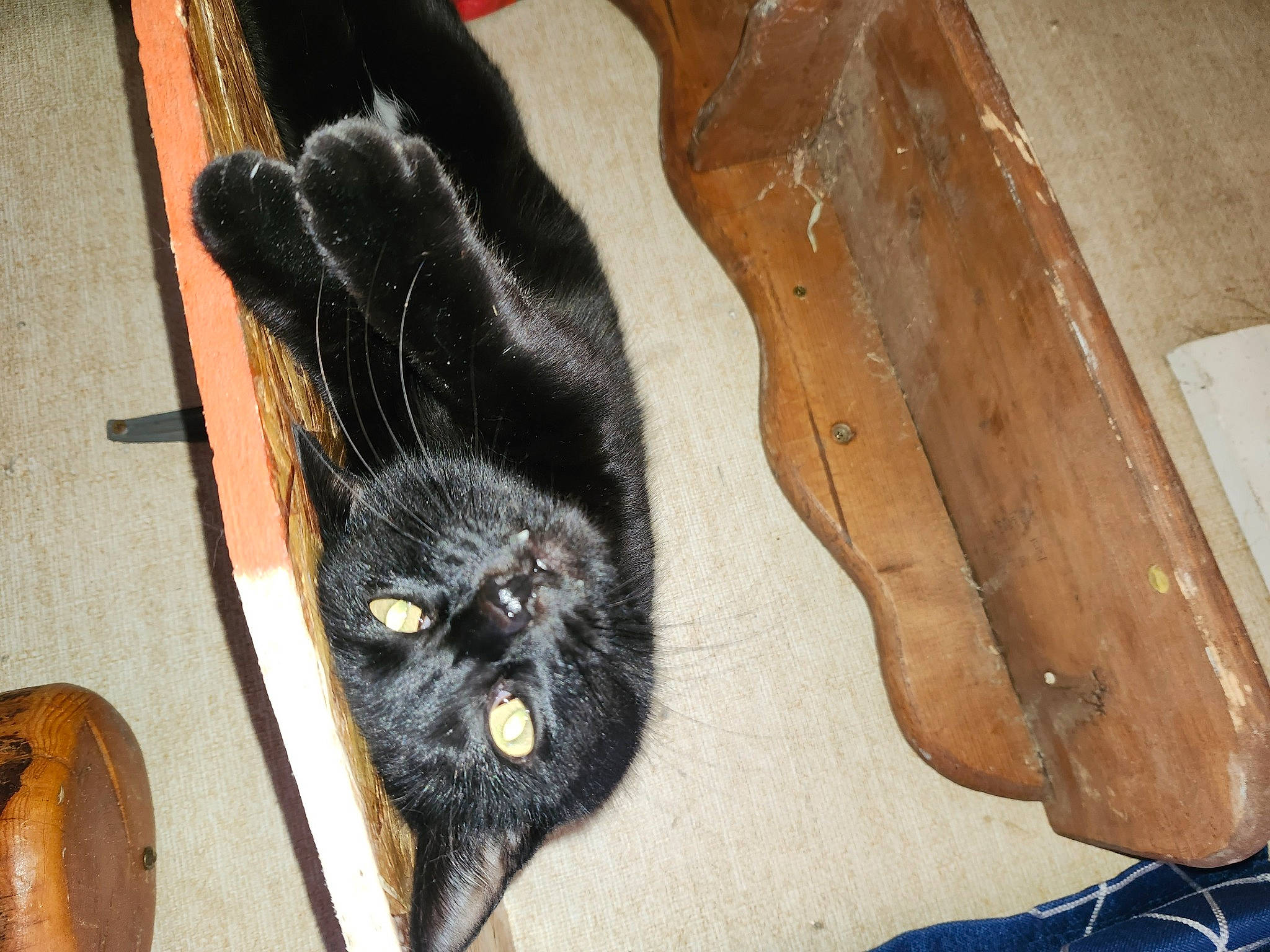 Two Spots joined the competition — help win amazing prizes! black_cat, bombay, canidae, carnivore, cat, claw, dog_breed, domestic_short_haired_cat, felidae, flooring, fur, hardwood, paw, pet_supply, small_to_medium_sized_cats, snout, sporting_group, tail, whiskers, wood