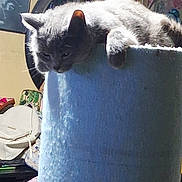 Toodels joined the competition — help win amazing prizes! animal, bags, blue, cat, cat_tower, clutter, cozy, cute, ears, fabric, feline, fur, home, indoor, lazy, pet, relaxed, resting, sleepy, whiskers