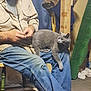 animal, blue_curtain, carpet, casual, cat, chair, companion, elderly, furniture, gray_cat, home, indoor, jacket, jeans, lap, man, pet, relaxing, seated, wood