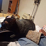 Scout Scout joined the competition — help win amazing prizes! animal, bag, belt, black_cat, casual, cat, clutter, cozy, domestic, door, fabric, furniture, hello_kitty, household_items, indoor, lamp, pet, relaxing, resting, wall