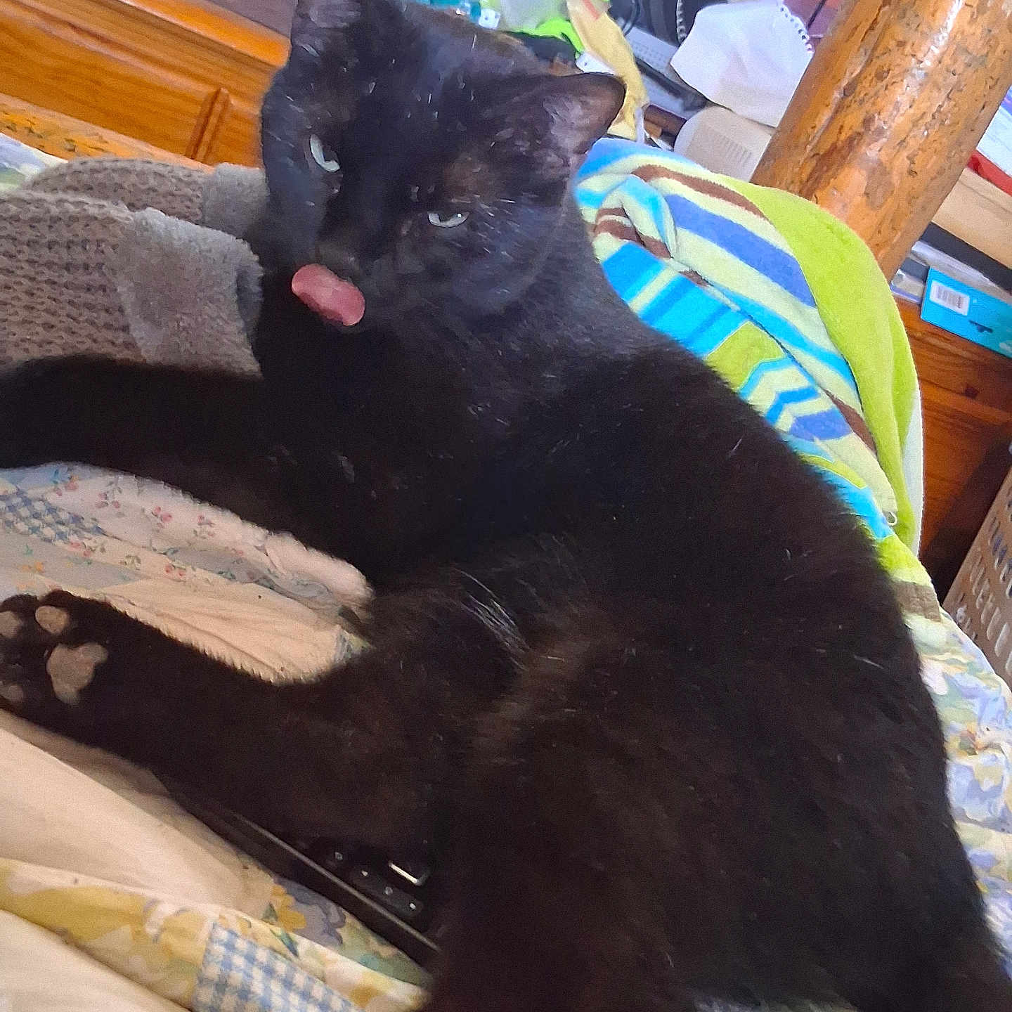 Scout Scout is registered to the contest to win money with this photo: bed, black_cat, blanket, cat, claw, cozy, domestic_animal, feline, household_item, indoor, lying_down, paw, pet, relaxed, resting, sleepy, striped_blanket, texture, tongue_out, wooden_furniture