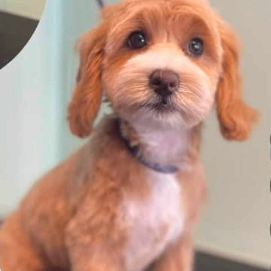 Oscar joined the competition — help win amazing prizes! animal, canine, cockerspaniel, doctor, dog, person, pet, poodle, puppy, snout, terrier