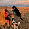 Shadow participe au concours pour gagner de l'argent avec cette photo : person, dog, black_dog, white_dog, hay_bale, field, sunset, tattoo, shorts, red_top, jumping, leash, rural, outdoor, grass, sky, mountains, nature, animal, playful