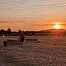 Shadow a rejoint le concours — aidez-le/la à gagner de superbes lots ! sunset, field, person, dog, walking, nature, outdoor, grass, sky, sun, silhouette, rural, path, evening, landscape, animal, recreation, scenery, leisure, horizon