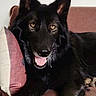 dog, black_dog, canine, pet, smiling, couch, pillow, indoor, fur, ears, tongue, relaxed, happy, animal, companion, portrait, closeup, friendly, home, domestic