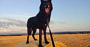 Shadow a rejoint le concours — aidez-le/la à gagner de superbes lots ! dog, black_dog, hay_bale, field, leash, sunset, outdoor, animal, grass, sky, clouds, rural, landscape, nature, pet, standing, happy, tongue_out, canine, farm