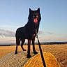 dog, black_dog, hay_bale, field, leash, sunset, outdoor, animal, grass, sky, clouds, rural, landscape, nature, pet, standing, happy, tongue_out, canine, farm