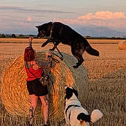 Shadow a rejoint le concours — aidez-le/la à gagner de superbes lots ! field, hay_bale, dog, woman, tattoos, sunset, outdoor, animal, pet, black_dog, white_dog, grass, nature, leash, playing, summer, rural, sky, clouds, farm