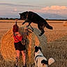 field, hay_bale, dog, woman, tattoos, sunset, outdoor, animal, pet, black_dog, white_dog, grass, nature, leash, playing, summer, rural, sky, clouds, farm