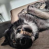 dog, canine, pet, smiling, teeth, lying_down, fur, black_fur, gray_fur, couch, indoor, playful, close_up, animal, muzzle, nose, paw, relaxed, happy, domestic_animal