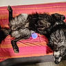 dog, canine, pet, fur, black, gray, couch, sofa, striped, blanket, indoor, relaxed, upside_down, paw, ball, playful, home, animal, mammal, resting