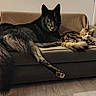dog, cat, couch, living_room, brown, black_dog, tabby_cat, fur, relaxed, pets, indoor, flooring, furniture, cozy, companion, animal, resting, home, mammal, domestic