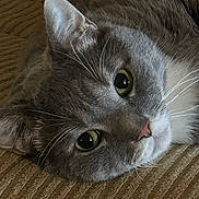 Squirt is registered to the contest to win money with this photo: cat, gray_cat, white_fur, green_eyes, lying_down, close_up, pet, whiskers, fur, face, domestic_cat, animal, cute, resting, indoor, texture, brown_background, soft_light, portrait, relaxed