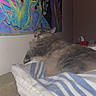 Puff joined the competition — help win amazing prizes! bed, bedroom, blanket, brown, cat, colorful, cozy, feline, fluffy, gray, home, indoor, long_hair, lying_down, pet, relaxed, resting, sleeping, striped_blanket, wall_art
