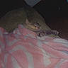 Puff is registered to the contest to win money with this photo: animal, bed, blanket, cat, closed_eyes, cozy, dim_lighting, ears, feline, grainy, home, indoors, kitten, lying_down, pet, pink_blanket, relaxed, resting, sleeping, whiskers