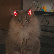 Puff is registered to the contest to win money with this photo: animal, cables, carpet, cartoon_filter, cat, devil_horns, fluffy_cat, front_facing, fur, gaming_console, green_eyes, indoor, living_room, long_hair, pet, portrait, rubber_duck, sitting, television, whiskers