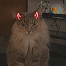 animal, cables, carpet, cartoon_filter, cat, devil_horns, fluffy_cat, front_facing, fur, gaming_console, green_eyes, indoor, living_room, long_hair, pet, portrait, rubber_duck, sitting, television, whiskers