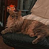 animal, brown_fur, cat, cat_tree, cozy, flowers, fluffy_cat, furniture, home, indoor, leather_chair, living_room, long_hair, lounging, lying_down, ottoman, pet, portrait, toys, whiskers