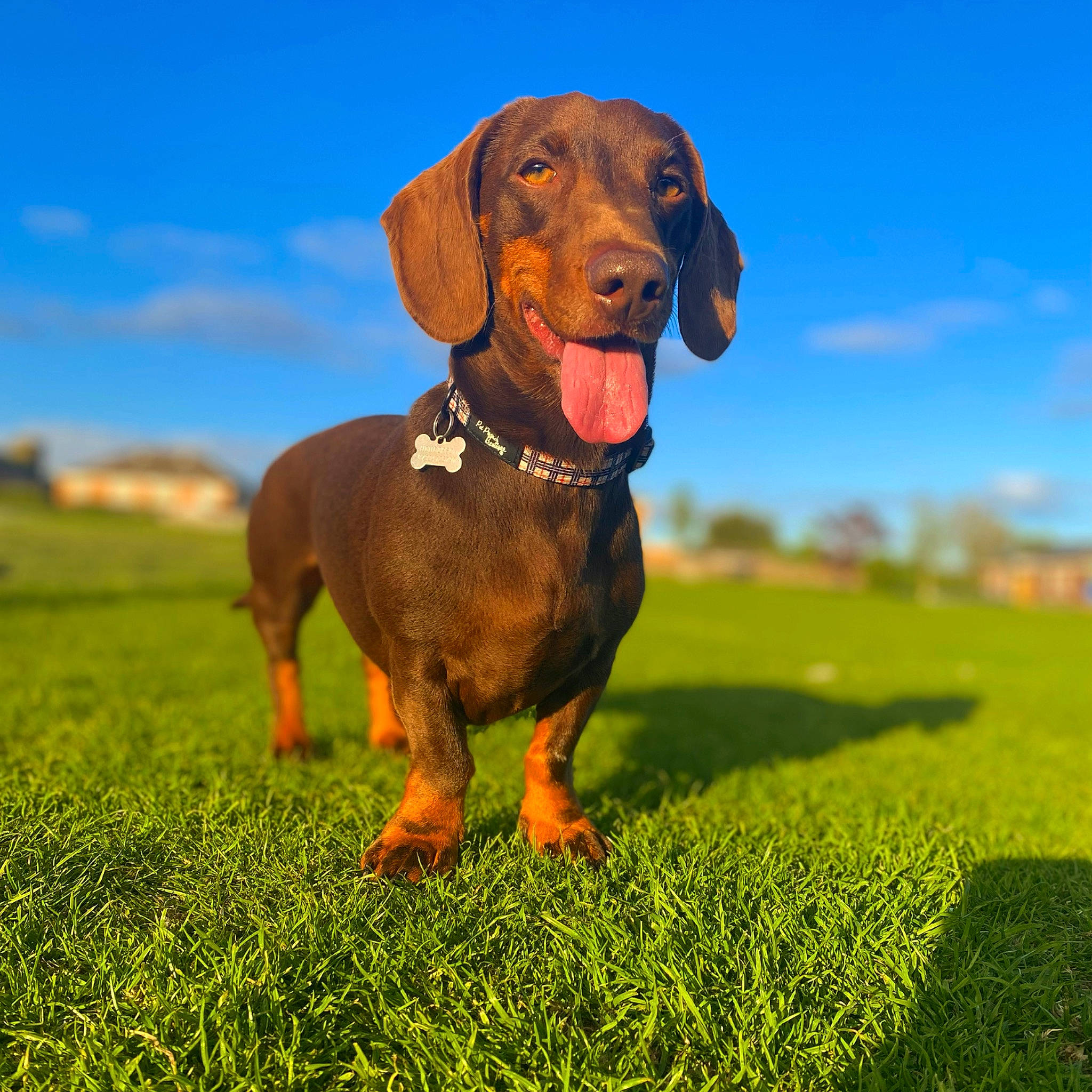 Douglas is registered to the contest to win money with this photo: ball, canidae, carnivore, cloud, collar, companion_dog, dog, dog_breed, dog_collar, fawn, grass, grassland, liver, people_in_nature, plant, sky, snout, sporting_group, tennis_ball, working_animal
