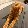 cat, ginger_cat, tabby, pet, stretching, paws, fur, whiskers, bed, blanket, indoor, bedroom, tile_floor, door, furniture, relaxed, cute, domestic_animal, portrait, sleepy