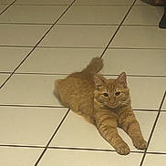 Nemo joined the competition — help win amazing prizes! cat, orange_cat, tabby, feline, pet, indoor, tile_floor, stretching, paws, whiskers, fur, tail, relaxed, portrait, cute, home, lying_down, gaze, domestic_cat, floor_tiles