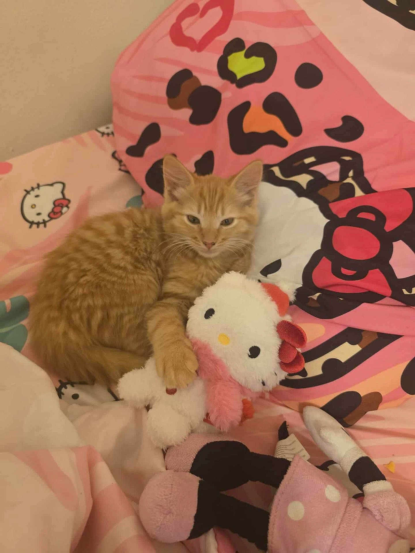 Nemo is registered to the contest to win money with this photo: kitten, cat, orange_tabby, tabby, hello_kitty, plush_toy, stuffed_animal, pink_bedding, pillow, bed, whiskers, paw, cute, cozy, indoor, toy, patterned, sleepy, fur, pet