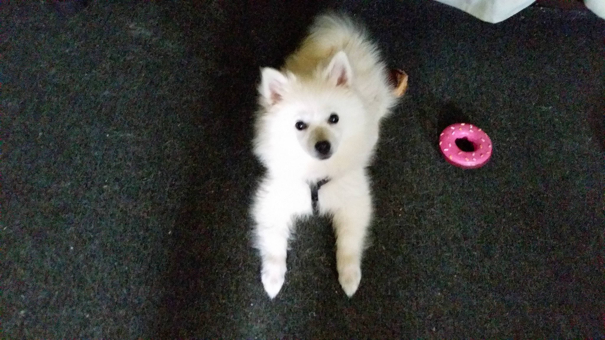 Phoenix is registered to the contest to win money with this photo: american_eskimo_dog, canidae, canis, carnivore, companion_dog, dog, dog_breed, fur, german_spitz, german_spitz_mittel, indian_spitz, japanese_spitz, samoyed, spitz, sporting_group, tail, toy_dog, volpino_italiano, whiskers, working_animal