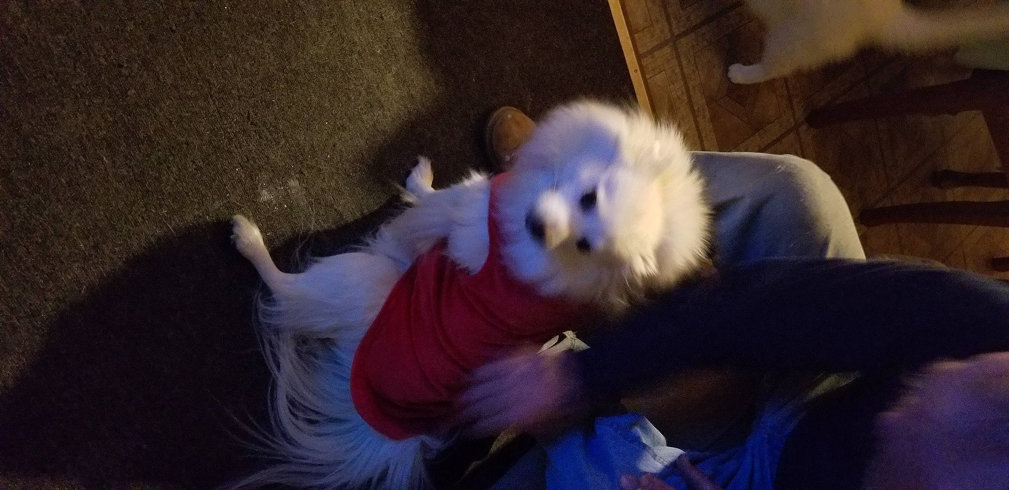 Phoenix is registered to the contest to win money with this photo: canidae, carnivore, comfort, companion_dog, couch, dog, dog_breed, fawn, felidae, fur, german_spitz, paw, pomeranian, small_to_medium_sized_cats, spitz, sporting_group, tail, toy_dog, whiskers, working_animal