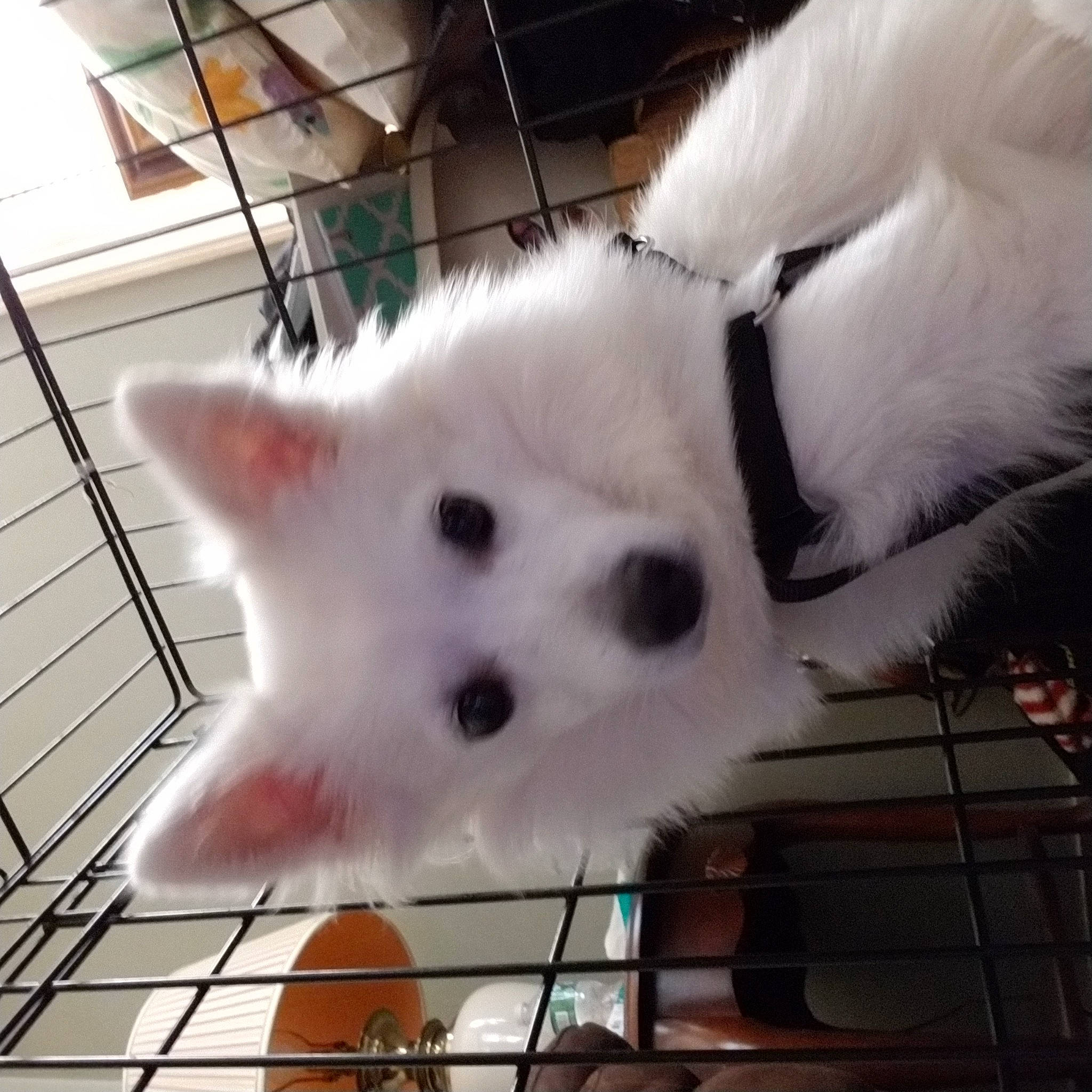 Phoenix joined the competition — help win amazing prizes! canidae, carnivore, companion_dog, dog_breed, felidae, fur, japanese_spitz, mammal, metal, non_sporting_group, pet_supply, samoyed, small_to_medium_sized_cats, snout, tail, terrestrial_animal, whiskers, white