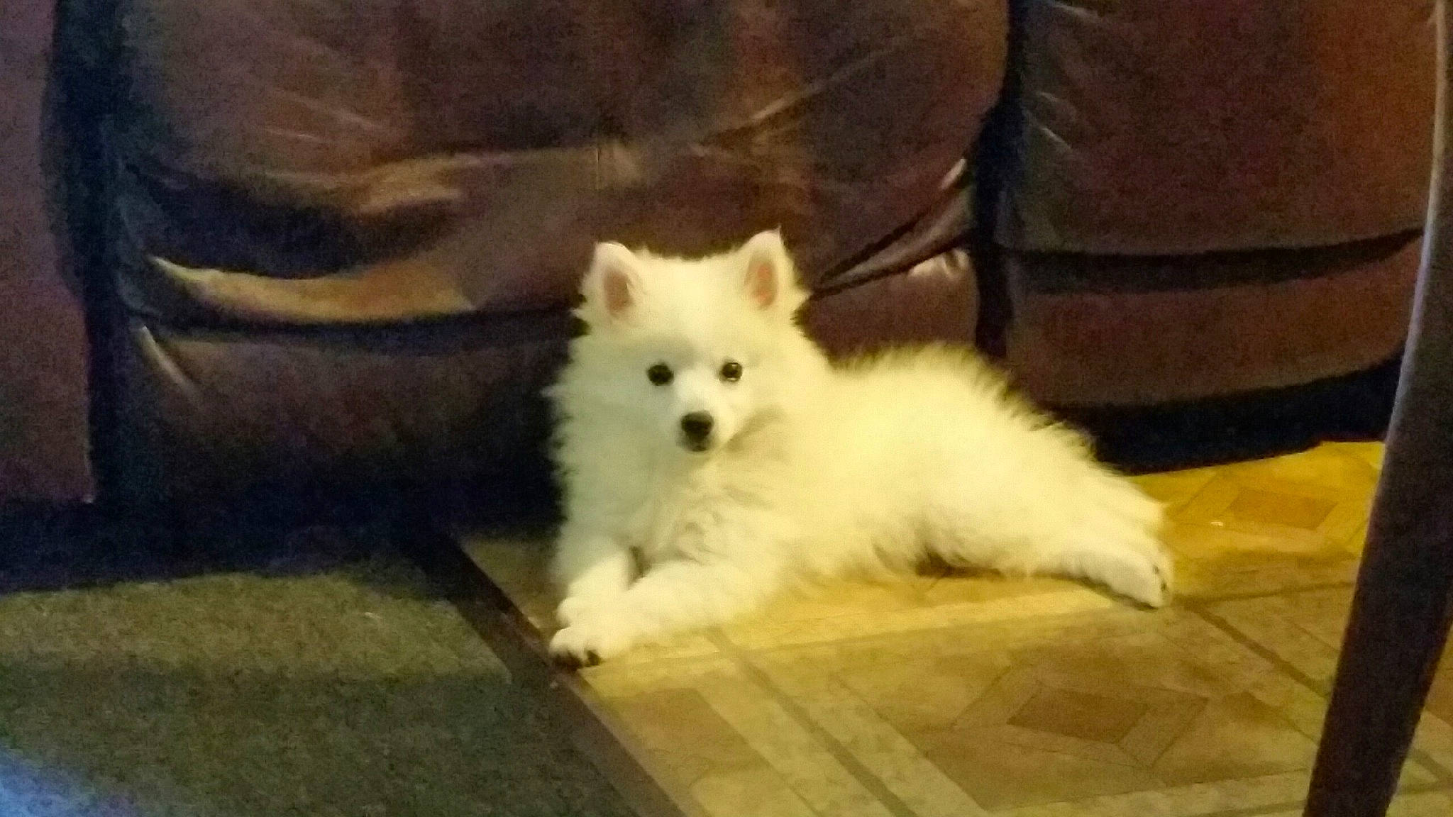 Phoenix joined the competition — help win amazing prizes! american_eskimo_dog, ancient_dog_breeds, canidae, carnivore, companion_dog, dog, dog_breed, flooring, fur, german_spitz, german_spitz_mittel, japanese_spitz, non_sporting_group, samoyed, sleeper_chair, snout, spitz, sporting_group, volpino_italiano, working_animal