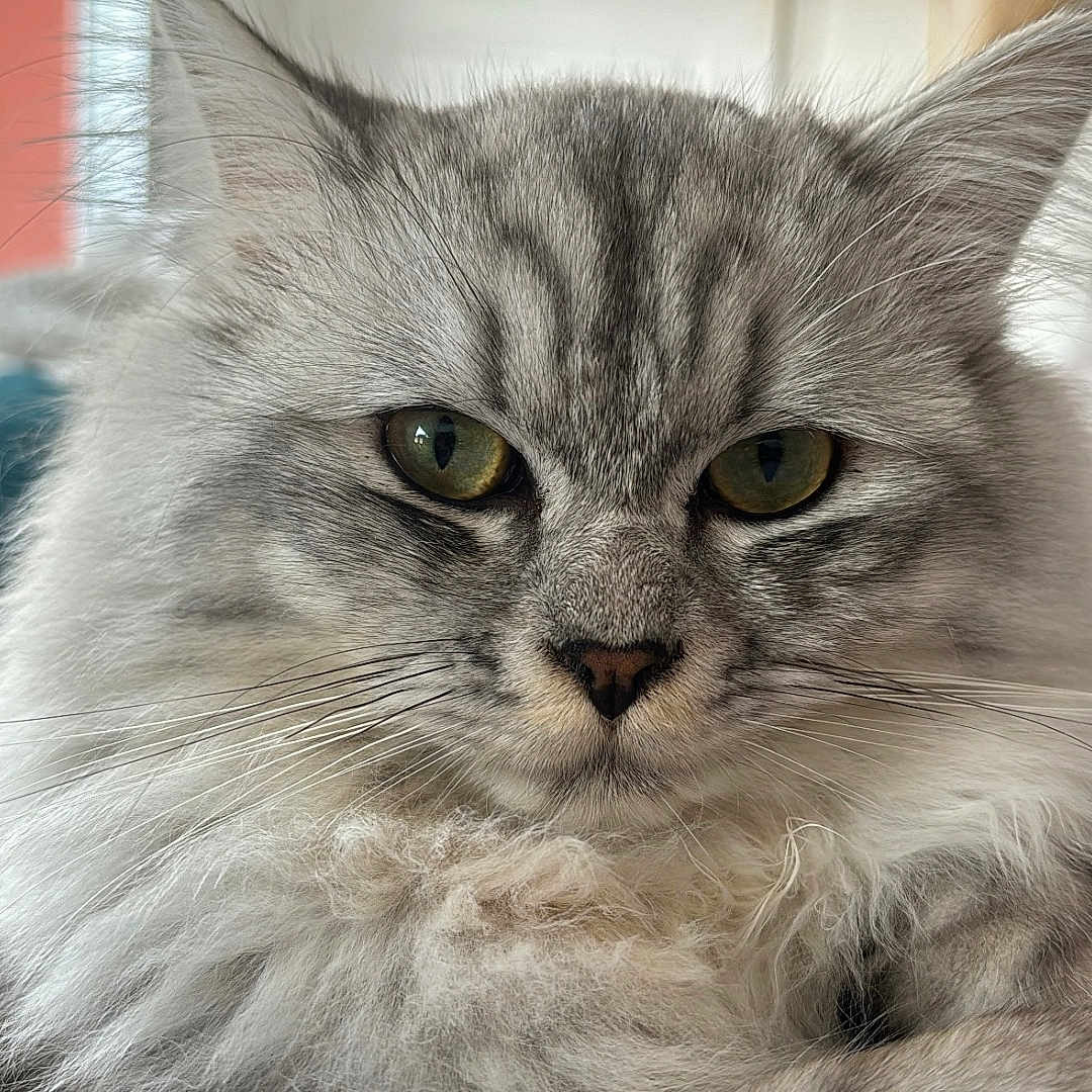 Snow participe au concours pour gagner de l'argent avec cette photo : abyssinian, angora, animal, architecture, armchair, blanket, building, cat, chair, couch, cushion, furniture, homedecor, indoors, kitten, linen, manx, pet, siamese, snout
