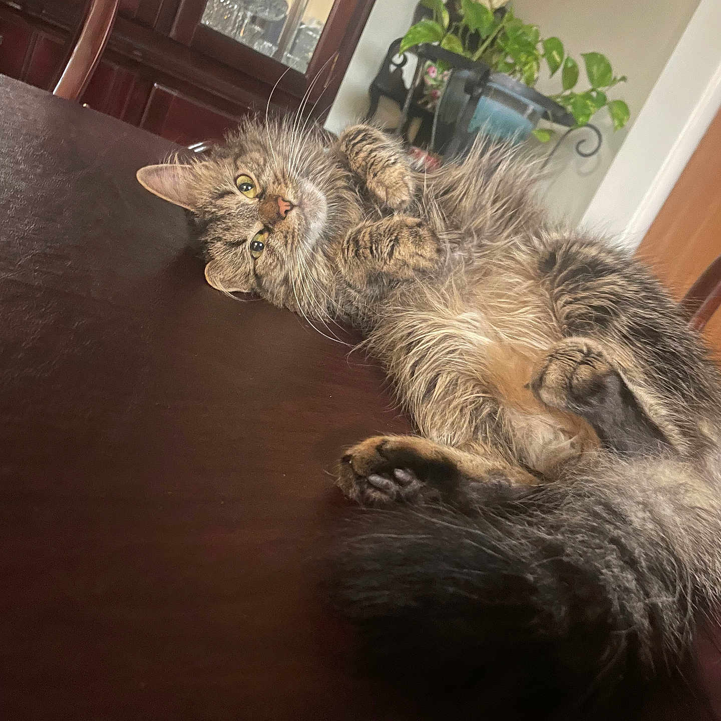 Pinã joined the competition — help win amazing prizes! cat, cozy, curled_paws, domestic_cat, eyes, fluffy, furniture, home, indoor, lying_down, mischievous, paws, pet, plant, relaxed, tabby, table, tail, whiskers, wooden_table