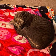 Pinã joined the competition — help win amazing prizes! animal, blanket, carpet, cat, comfortable, cozy, curled_up, cute, domestic_animal, feline, fur, heart_pattern, indoor, nap, pet, resting, sleeping, soft, tabby, warm