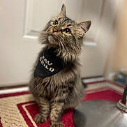 Pinã is registered to the contest to win money with this photo: cat, tabby, fluffy, pet, indoor, bandana, curious, sitting, rug, red, beige, metallic, floor, domestic_animal, whiskers, ears, feline, looking_up, closeup, household