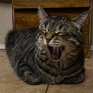 Aladdin joined the competition — help win amazing prizes! animal, cat, cute, domestic, ears, feline, floor, fur, indoor, loaf, mammal, mouth_open, pet, resting, sleepy, tabby, tile, whiskers, wooden_cabinet, yawning