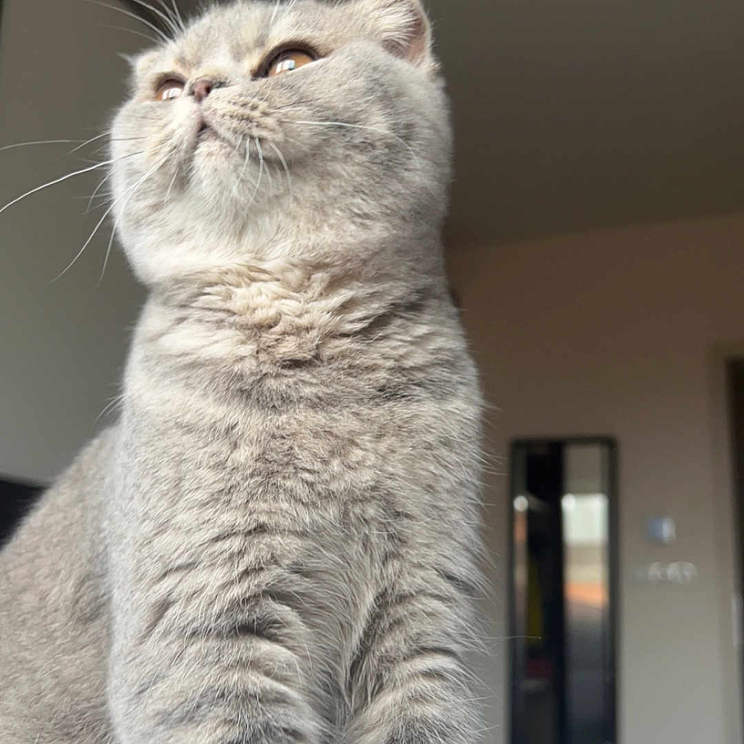 Mia participe au concours pour gagner de l'argent avec cette photo : abyssinian, angora, animal, architecture, building, cat, couch, door, furniture, homedecor, indoors, kitten, linen, livingroom, manx, pet, room, siamese