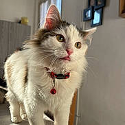 Cookies a rejoint le concours — aidez-le/la à gagner de superbes lots ! cat, blep, fluffy, white, brown, collar, bell, indoor, pet, whiskers, closeup, feline, curious, animal, portrait, soft_light, domestic, cute, kitten, house