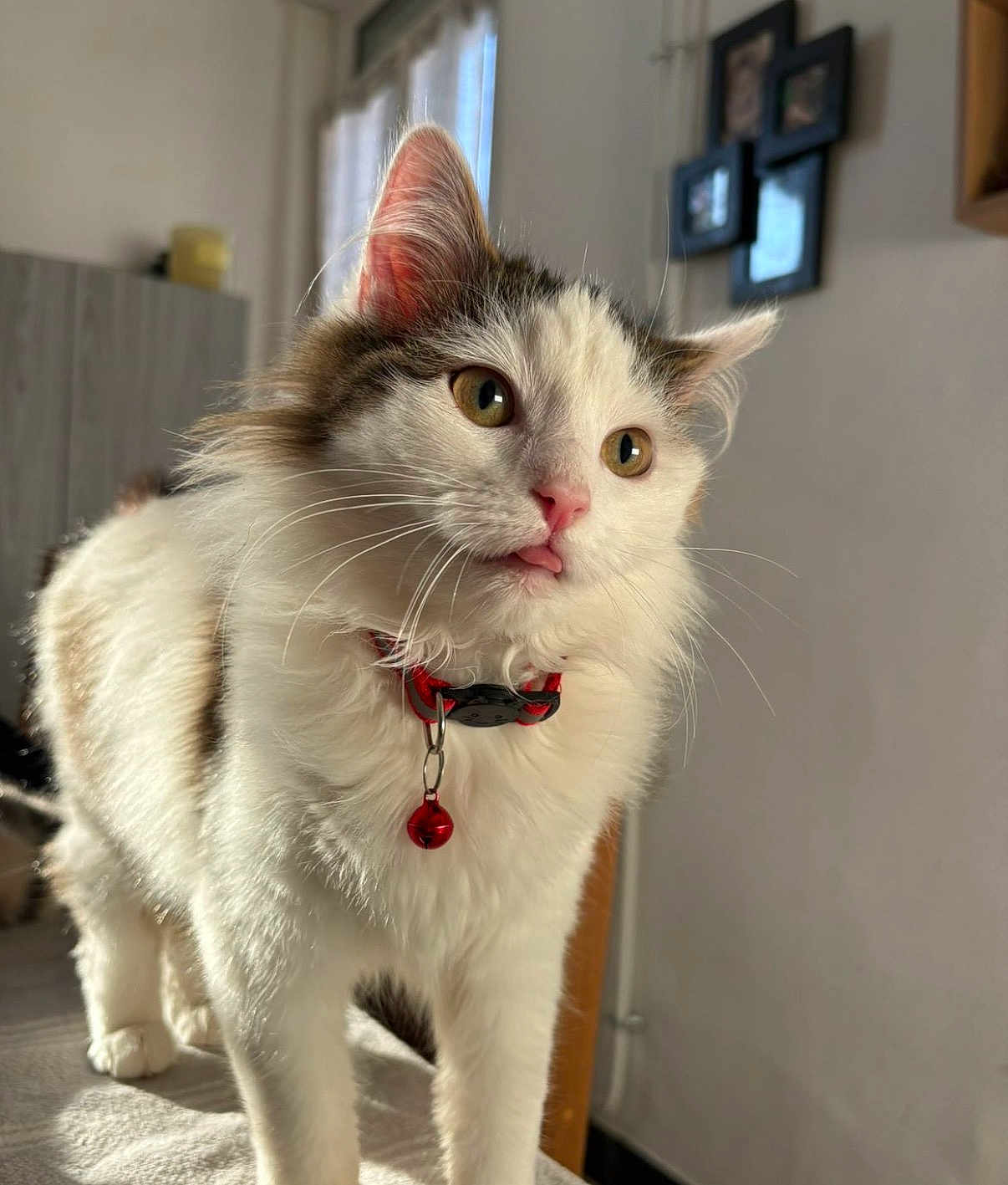 Cookies a rejoint le concours — aidez-le/la à gagner de superbes lots ! cat, blep, fluffy, white, brown, collar, bell, indoor, pet, whiskers, closeup, feline, curious, animal, portrait, soft_light, domestic, cute, kitten, house