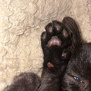 Aslan a rejoint le concours — aidez-le/la à gagner de superbes lots ! black_cat, cat_paw, sleeping_cat, paw_pads, close_up, feline, pet, animal, soft_texture, blanket, cozy, resting, cute, whiskers, fur, nap, indoor, relaxed, paw, mammal